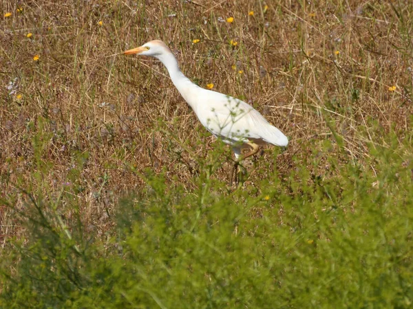 Little Egret Search Food Field Uses Variety Hunting Techniques — Stock Photo, Image