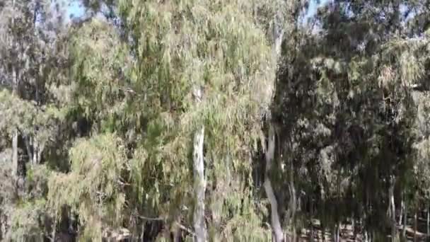 Pihenőhely Egy Eukaliptusz Erdőben Hadera Izraeltől Nyugatra Fekvő Mocsár Területén — Stock videók