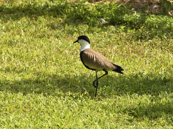 Spur Lapwing Mały Ptak Rodziny Charadriiformes — Zdjęcie stockowe