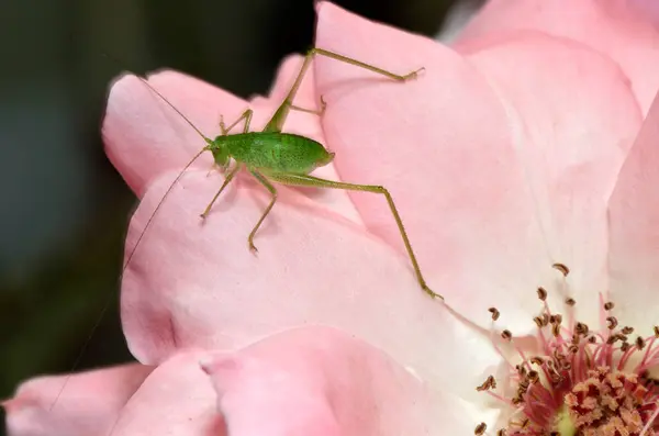 Zelený Kobylka Hmyz Sedí Okvětní Lístek Růže — Stock fotografie