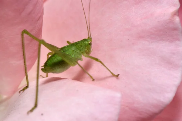 Green Grasshopper Insect Sits Rose Petal — Stock Photo, Image