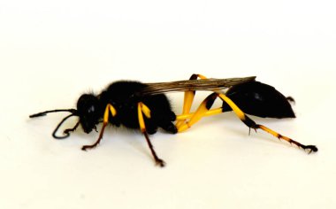 Beyaz arka planda uçan uçan karınca çiftleşmesi