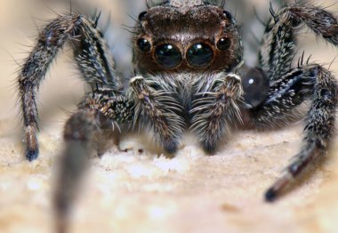 Örümcek avcısı böcek. Sekiz bacak. Altı göz.