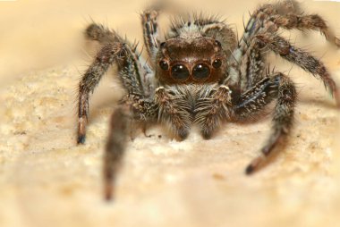Örümcek avcısı böcek. Sekiz bacak. Altı göz.