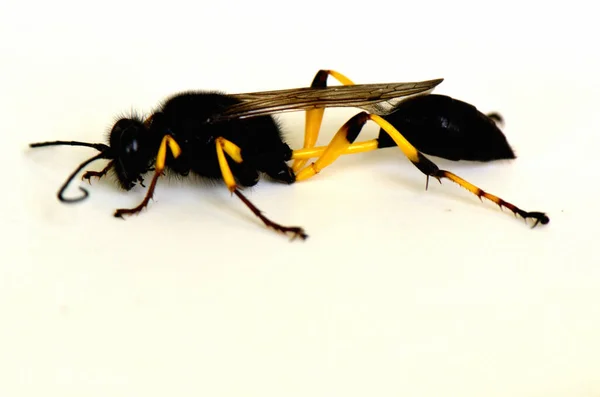 Ζευγάρωμα Εντόμων Που Φέρουν Μυρμήγκι Λευκό Φόντο — Φωτογραφία Αρχείου