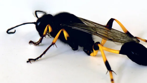 Paarungsinsekt Fliegende Ameise Auf Weißem Hintergrund — Stockfoto