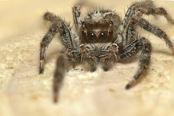 Aranha Inseto Predador Oito Pernas Seis Olhos — Fotografia de Stock