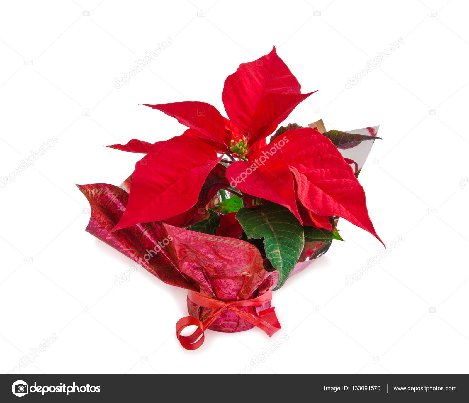 クリスマス シンボル白の美しい赤いポインセチアの花 ストック写真 C Luckylia クリスマス シンボル白の美しい赤いポインセチアの花 ストック写真 C Luckylia