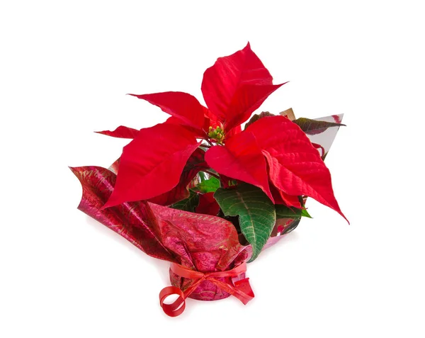 Vánoční symbol krásná červená Poinsettie květina na bílém. — Stock fotografie