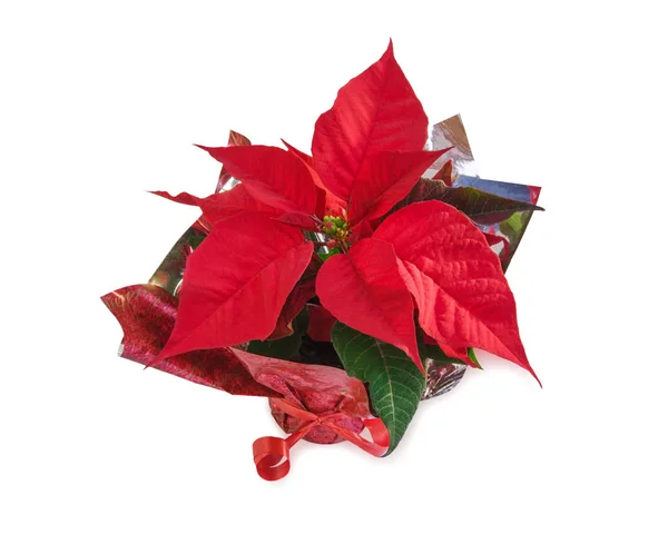 Krásná červená Poinsettie květina na bílém pozadí. Pohled shora. — Stock fotografie