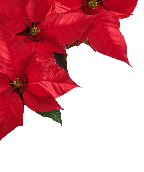 Köşede üç kırmızı Atatürk çiçeği çiçek ile Noel sınır.