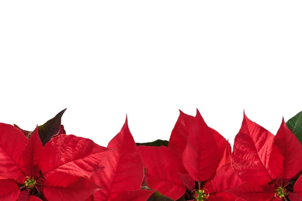 Weihnachtsbordüre mit rotem Weihnachtsstern. — Stockfoto