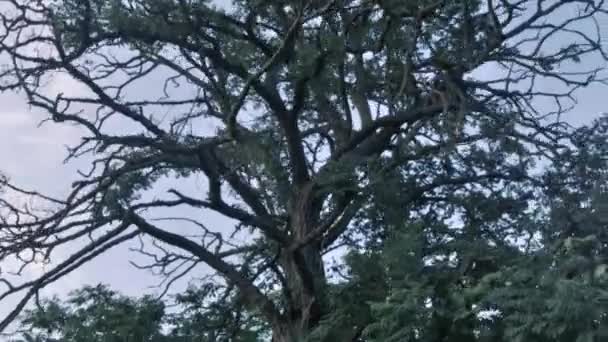 Güzel gökyüzü ve ağaç — Stok video