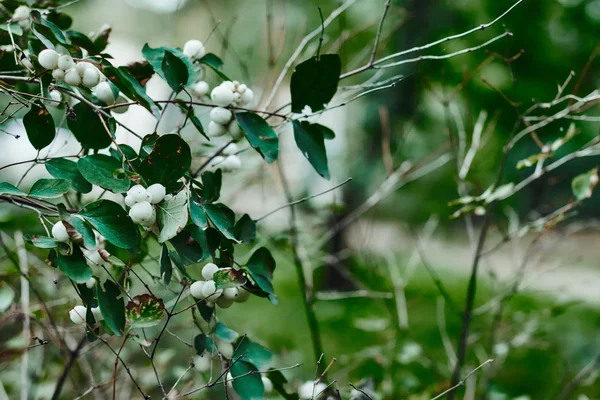 Weiße Beeren auf Büschen im Park — Stockfoto
