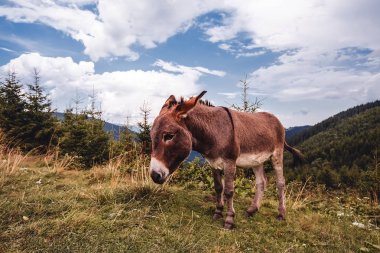 grassing dağın içinde eşek