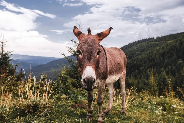 Donkey grassing in mountain — Stock Photo, Image