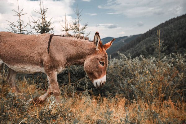 donkey grassing in mountain