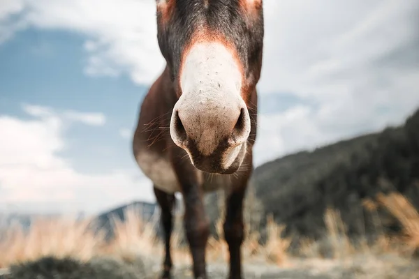 Donkey grassing in mountain — Stock Photo, Image