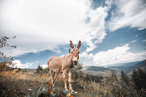 donkey grassing in mountain