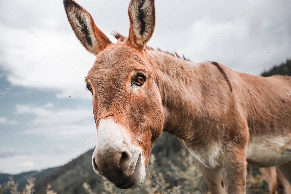 donkey grassing in mountain