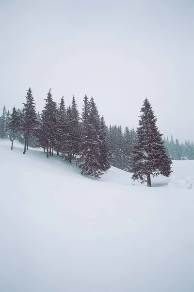 Winter Van Besneeuwde Bergen Met Spar Bomen Lijn Bovenop — Stockfoto