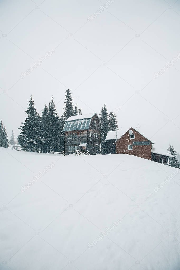 winter forest with fir trees covered with snow and houses