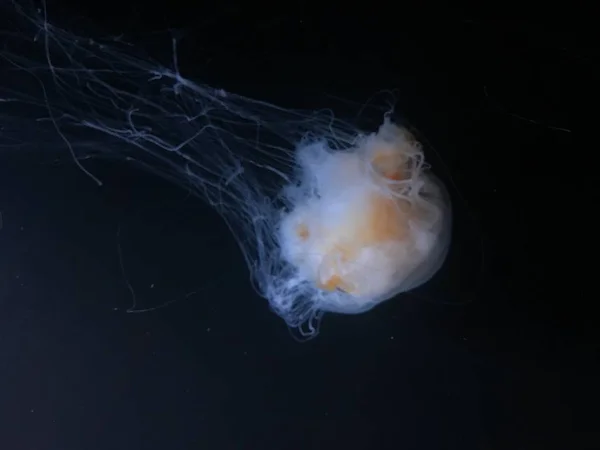 Hermosas Medusas Flotando Agua Oscura Vista Cercana — Foto de Stock