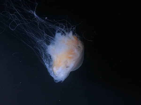 Hermosas Medusas Flotando Agua Oscura Vista Cercana — Foto de Stock