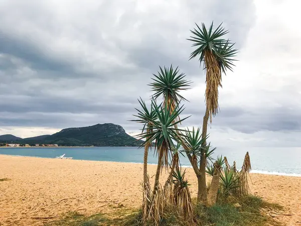 Pittoresk Uitzicht Turquoise Zeewater Met Wilde Kust Palmbomen Zandstrand — Stockfoto