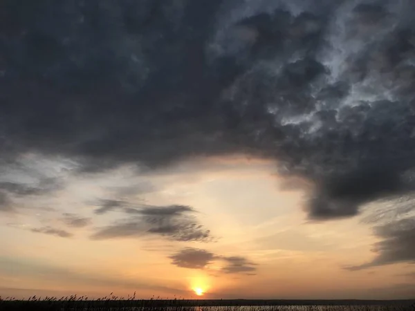 Malerischer Blick Auf Wildpflanzen Die Bei Sonnenuntergang Der Küste Wachsen — Stockfoto
