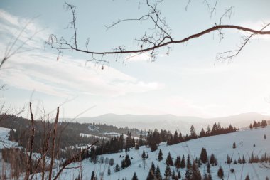 panoramic view of snow-covered forest at winter day  