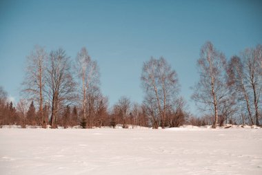 panoramic view of snow-covered forest at winter day  