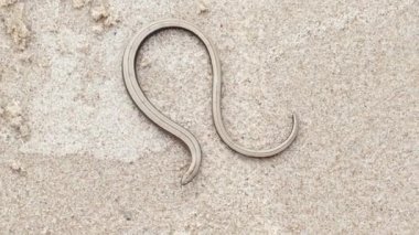 Anguis fragilis veya yavaş solucan