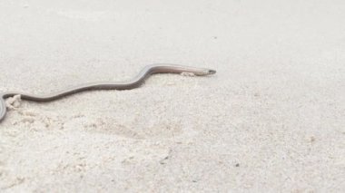 Anguis fragilis veya yavaş solucan