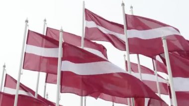 Şiddetli rüzgarda dalgalanan birçok Letonya bayrağı