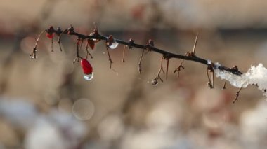 Olgun kırmızı böğürtlenler üzerinde ilk kar yavaşça eriyor.