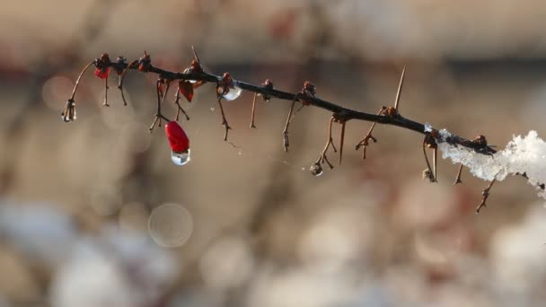 Медленное таяние первого снега на спелых ягодах красного барбариса — стоковое видео
