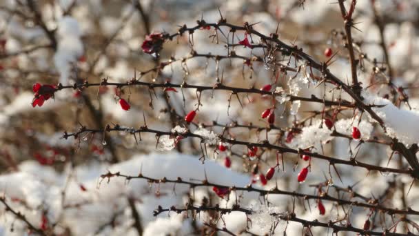 Slow melting first snow on Ripe Red Barberry beries — Αρχείο Βίντεο