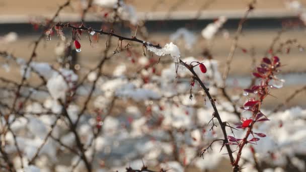 Lento scioglimento della prima neve su bacche di crespino rosso maturo — Video Stock