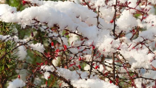 Повільне танення снігу на стиглому Червоному Барбері — стокове відео