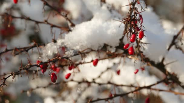 Медленное таяние первого снега на спелых ягодах красного барбариса — стоковое видео