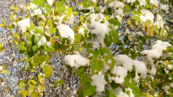 Derretimiento lento de la primera nieve en el arbusto de Lila Común o Syringa vulgaris a finales de otoño — Vídeos de Stock