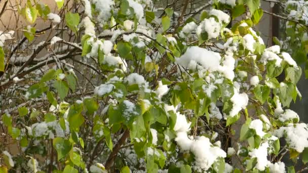 Pomalé tání prvního sněhu na kmeni Lilac nebo Syringa vulgaris na konci podzimu — Stock video