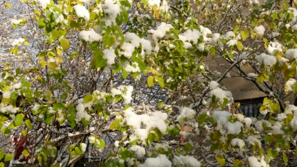 Derreter lentamente a primeira neve no arbusto comum de Lilás ou Syringa vulgaris no final do outono — Vídeo de Stock