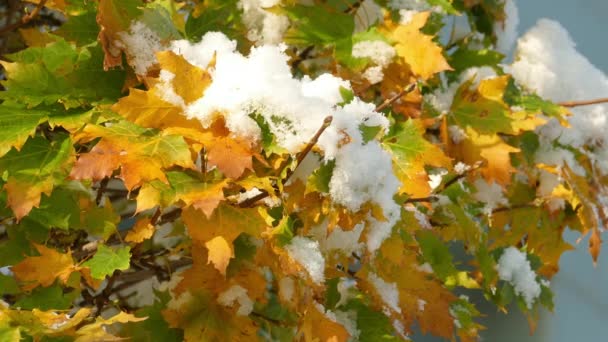 Derretimiento lento de la primera nieve en hojas de arce a finales de otoño — Vídeos de Stock