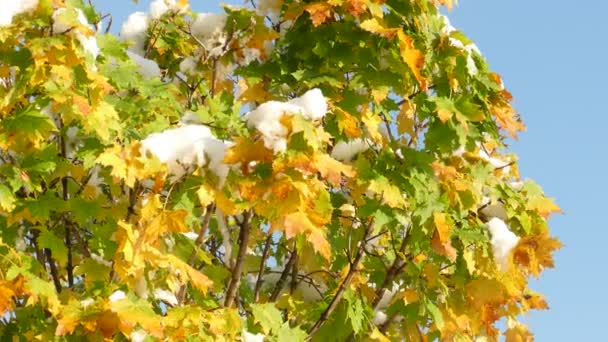 Pomalu taje první sníh na javorových listech na konci podzimu — Stock video