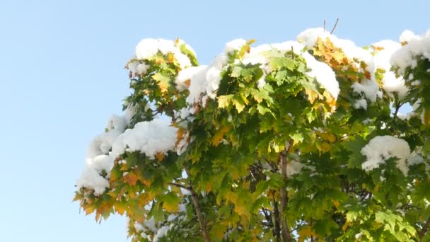Langsam schmelzender erster Schnee auf Ahornblättern im Spätherbst — Stockvideo