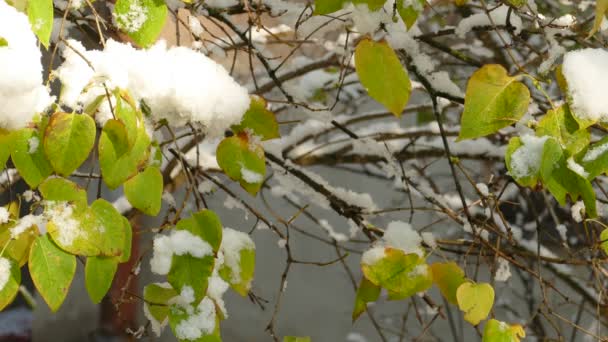 Pomalé tání prvního sněhu na kmeni Lilac nebo Syringa vulgaris na konci podzimu — Stock video