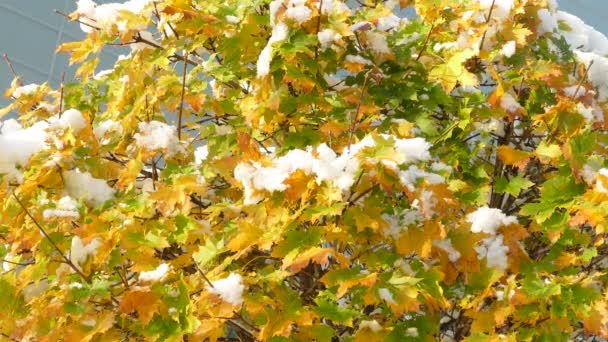 Derretimiento lento de la primera nieve en hojas de arce a finales de otoño — Vídeo de stock