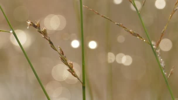 Slow melting first snow on dried blade grass — Stock Video